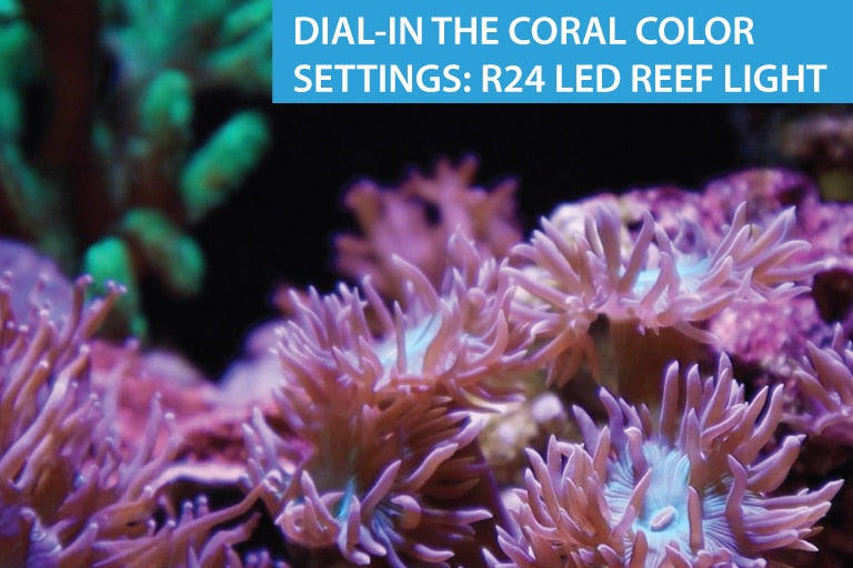 Perfect Coral Colors with the R24 LED Reef Light
