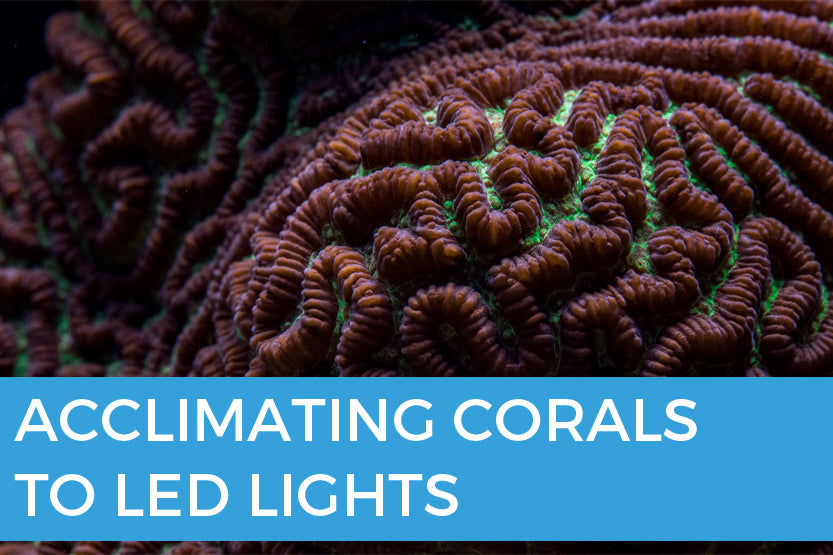 How to Properly Acclimate Your Corals to LED Lighting