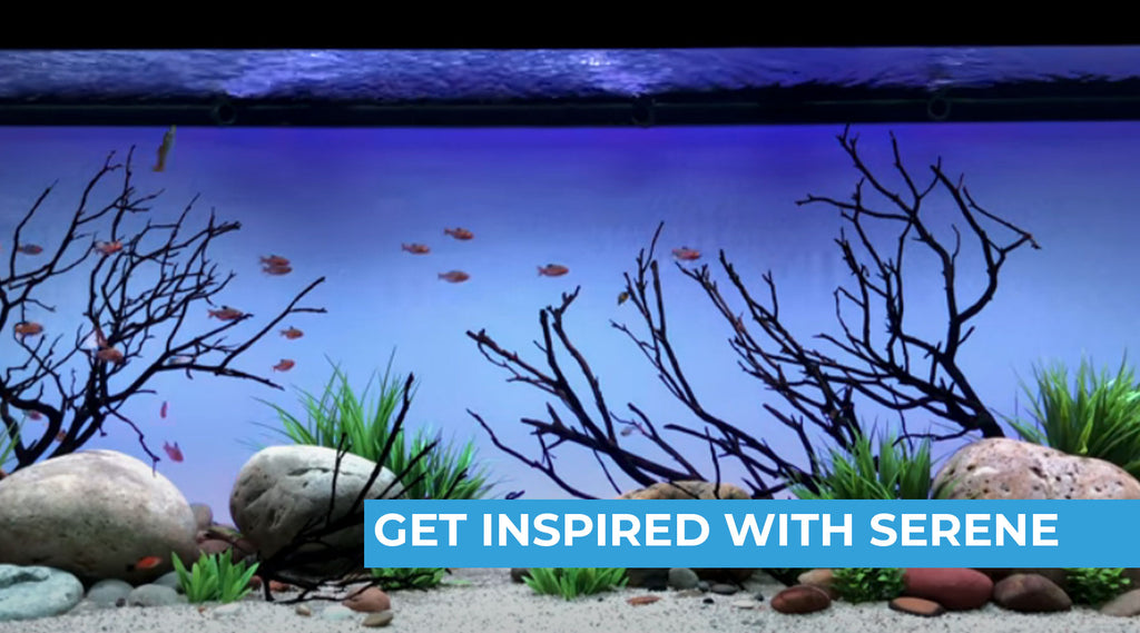 Get Inspired: Background Fades with the Serene Background LED