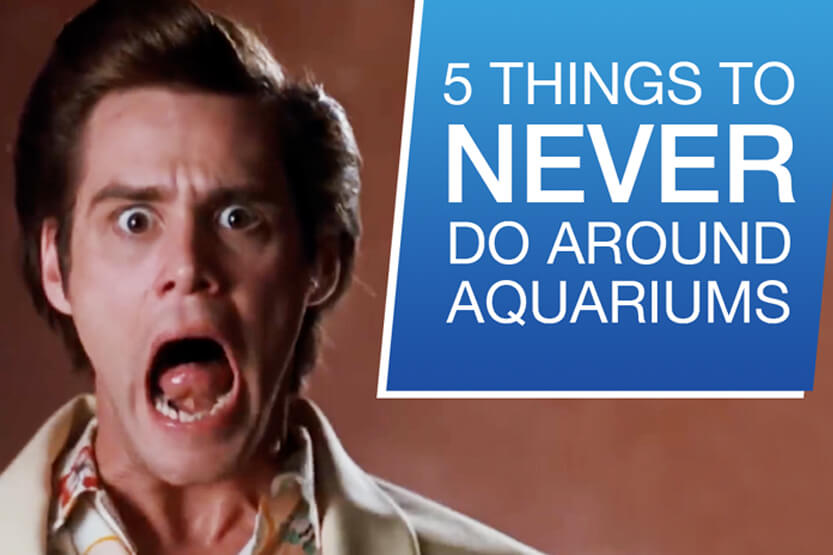 5 THINGS YOU SHOULD NEVER DO AROUND YOUR AQUARIUM
