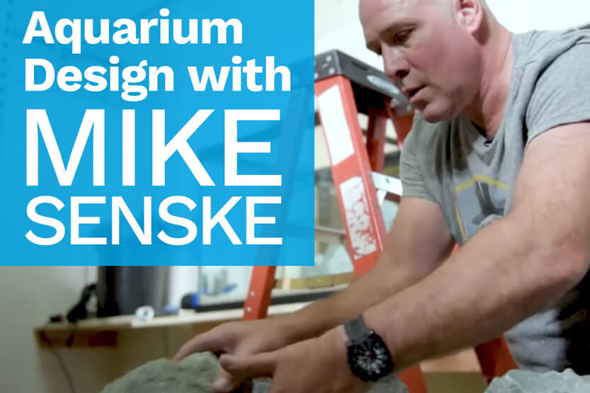 AQUARIUM DESIGN WITH MIKE SENSKE