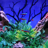 Manzanita Branch Black 12.5" 3 pack.