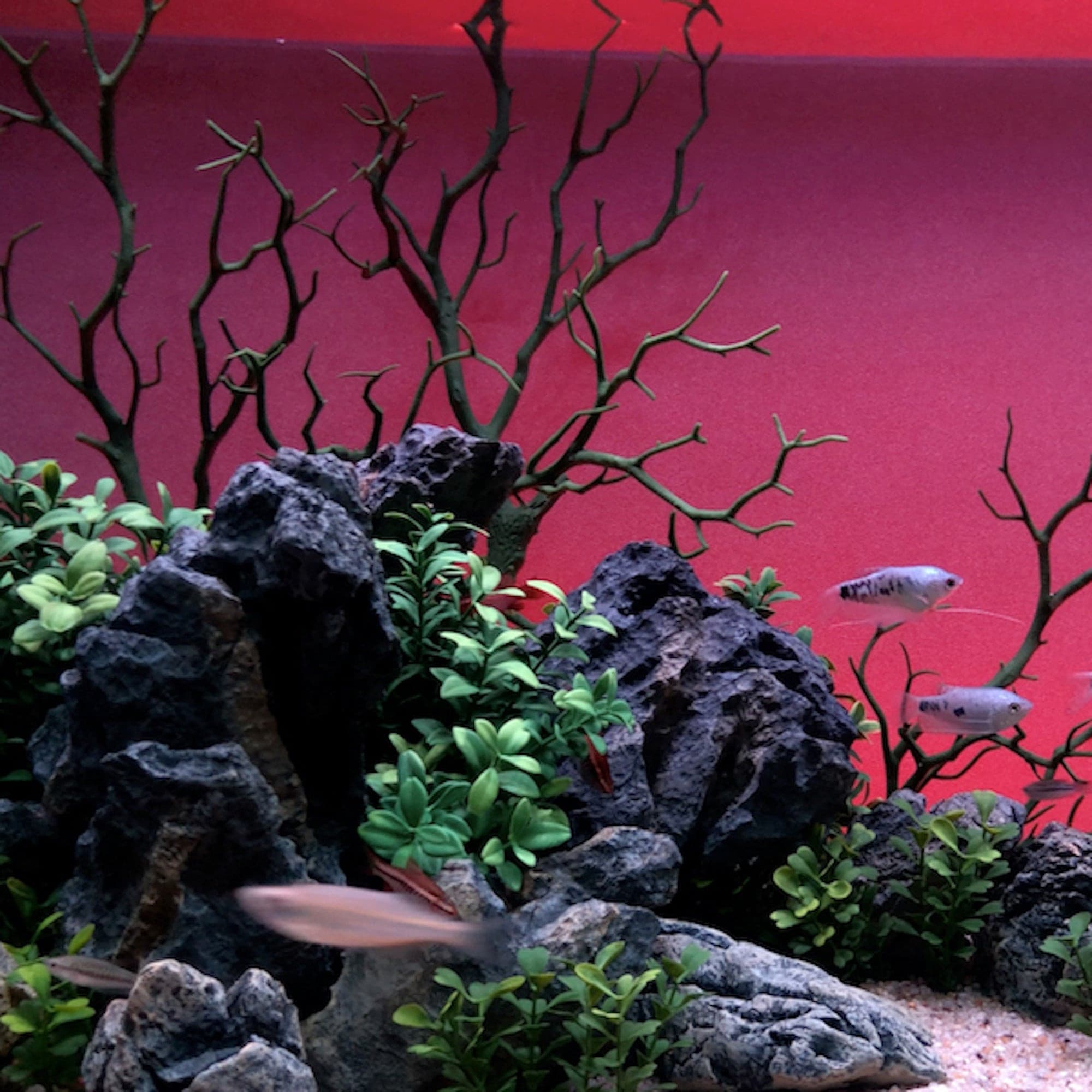 Manzanita Branch Moss Green 22" with Weighted Base.