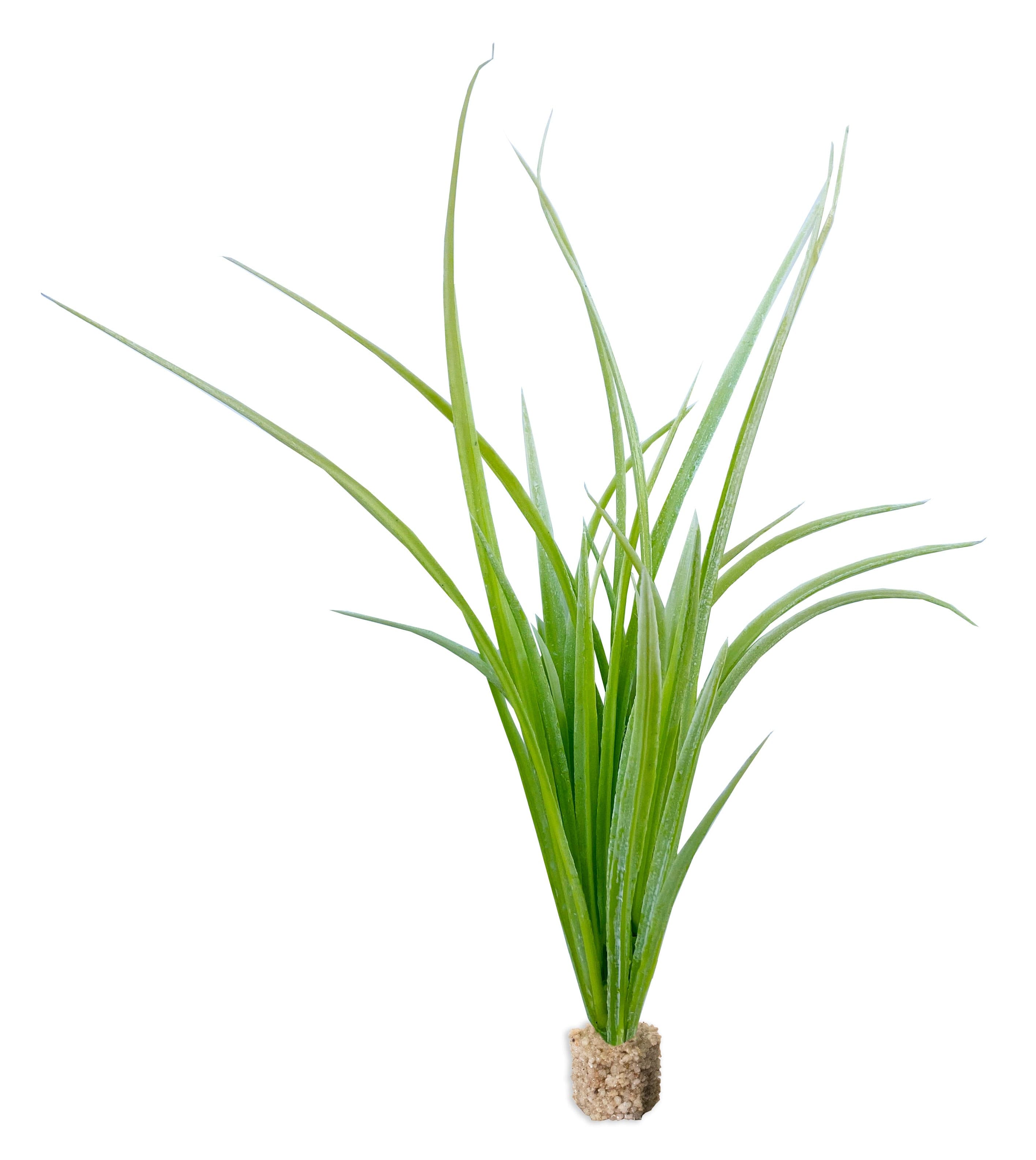 Fountain Grass Light Green with Weighted Base.