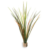 Fountain Grass Medium Green with Weighted Base