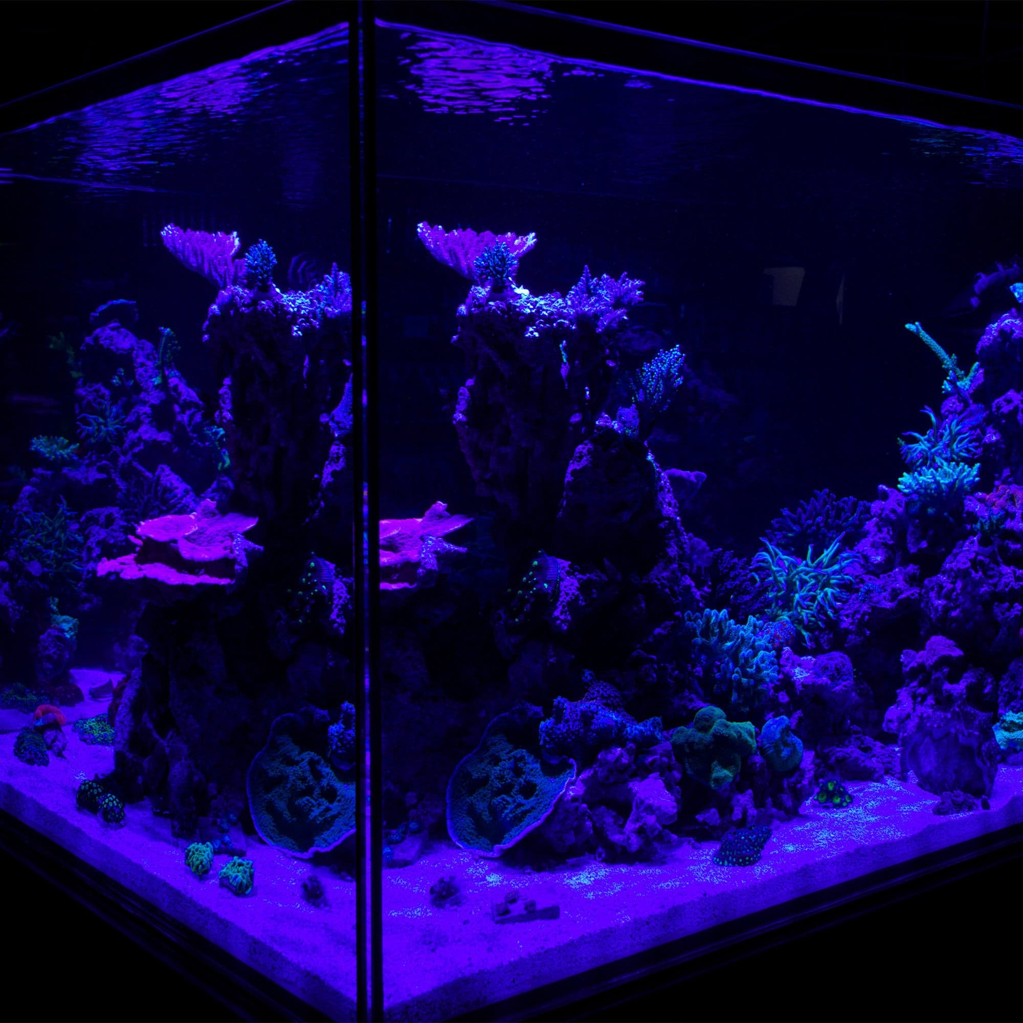 Cannon 80w LED Light 460nm BLUE