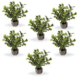 Small Button Leaf Plant Dark Green 6 Pk
