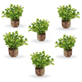 Small Button Leaf Plant Light Green 6 Pk
