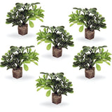 Small Button Leaf Plant Medium Green 6 Pk