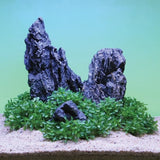 Green-Plant-Lifestyle