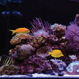 Orbit-IC-Pro-Dual-600x600