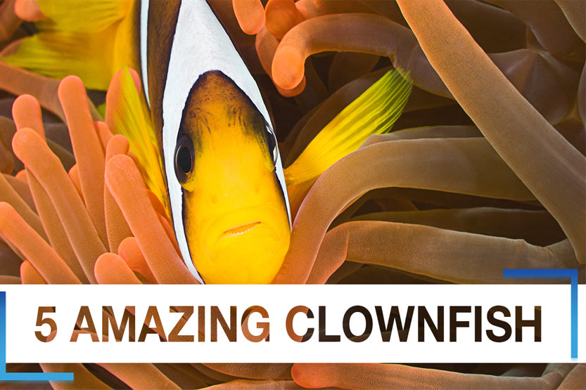 5 Amazing Captive Bred Clownfish You've Likely Never Seen Before!