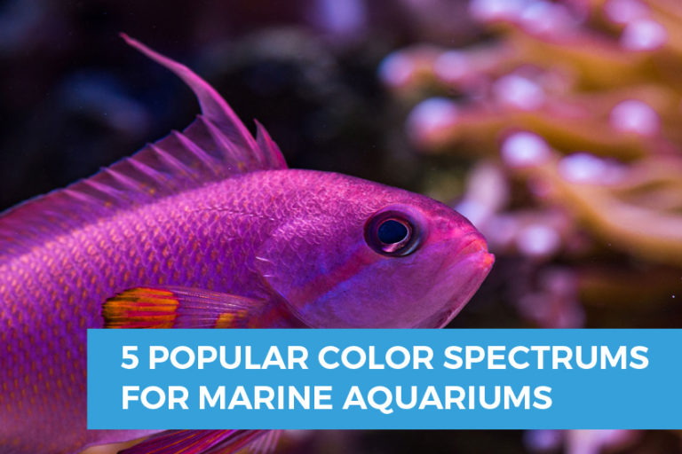 5 Popular Color Spectrums for Saltwater Aquariums