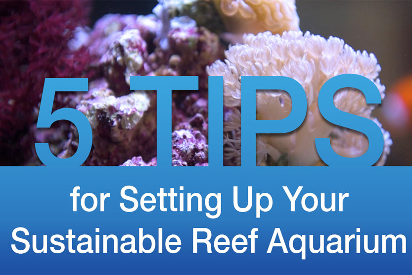 Top 5 Tips for Setting up Sustainable Reef Aquarium