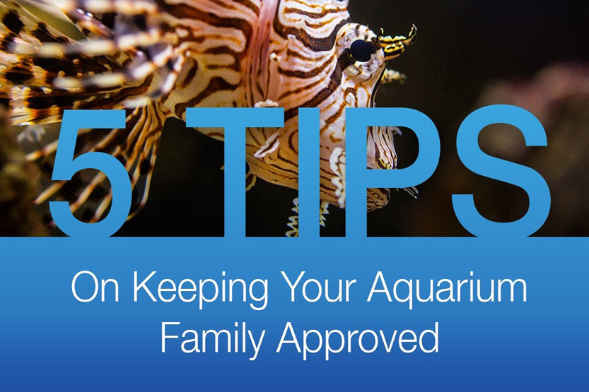 5 Tips to Keep Your Aquarium Family Approved