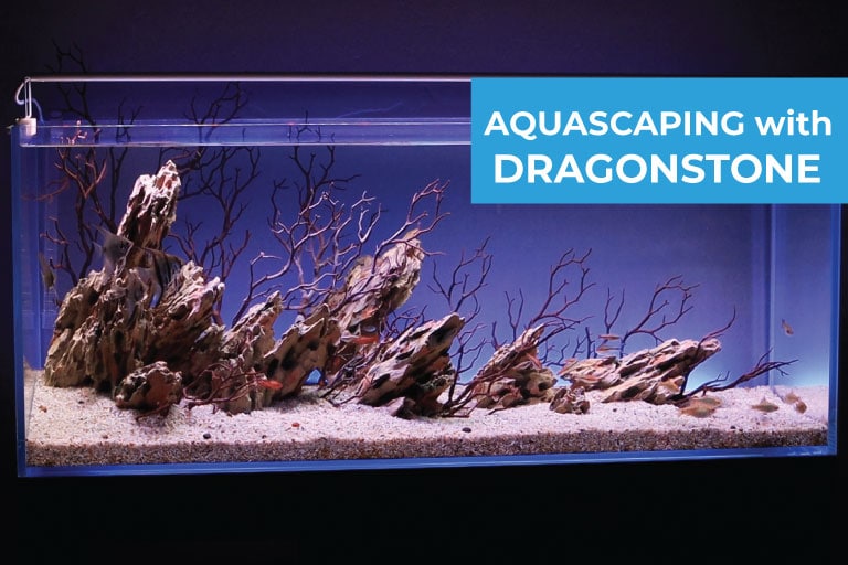 How To Make Simple Aquascape in Living Room
