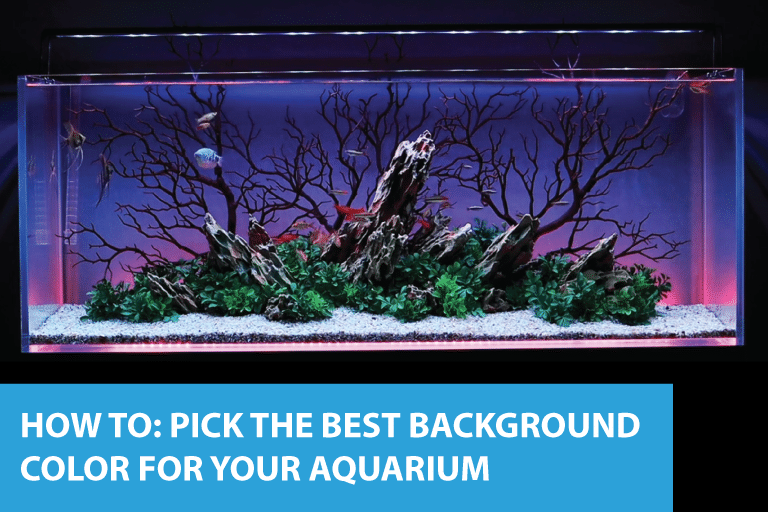 How to pick the best background light color for your aquarium