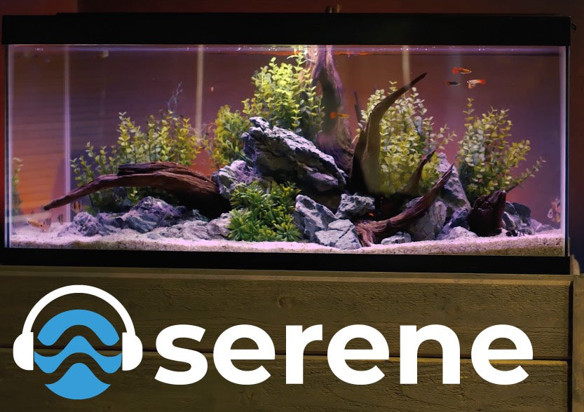 Basement Barb Aquascape with the Serene LED