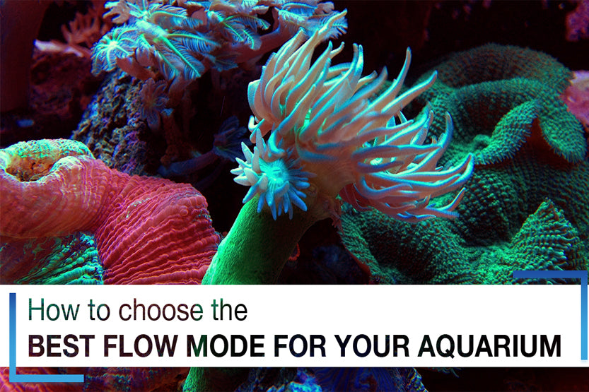 How to Choose the Best Flow Mode for Your Aquarium Wave Pumps