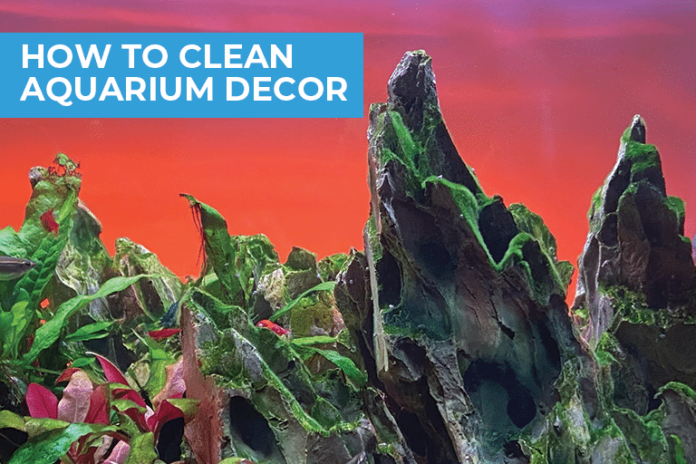 How to safely clean aquarium decor