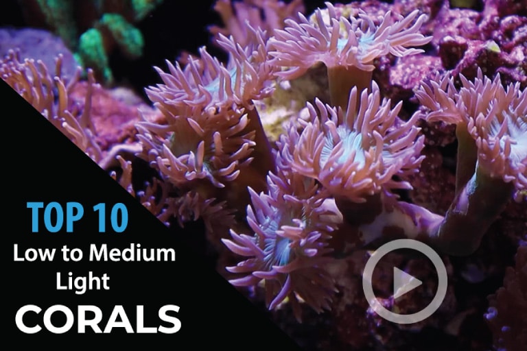 Top 10 Easy Low to Medium Light Corals