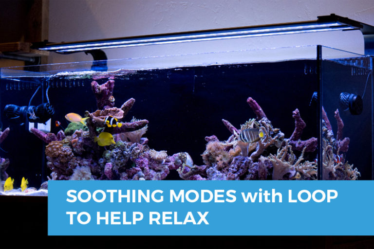 5 Soothing Saltwater Aquarium Modes: Relax to the Max