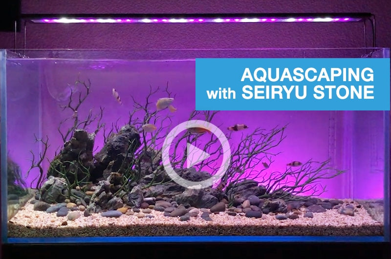 Aquatics by Nature - New 60cm aquascape with Seiryu stone and