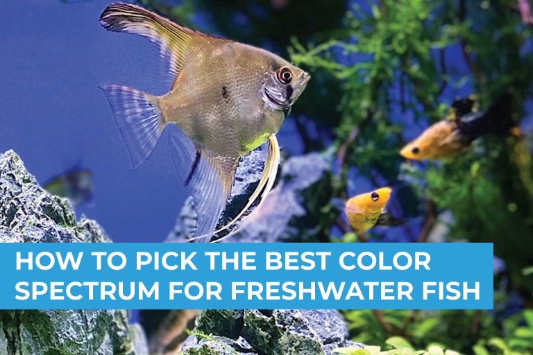 How to Choose the Best Color Spectrum for your Freshwater Fish