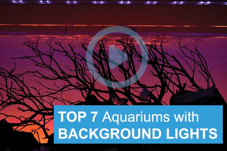 Top 7 Background Lit Aquariums