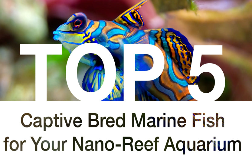 Top 5 Captive Bred Marine Fish for Your Nano-Reef Aquarium