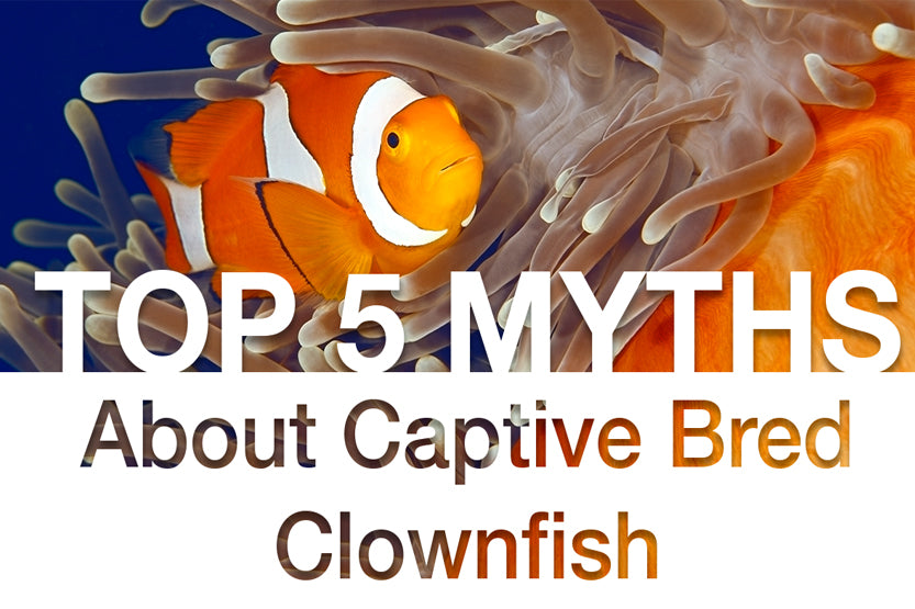 Top 5 Myths About Captive Bred Clownfish