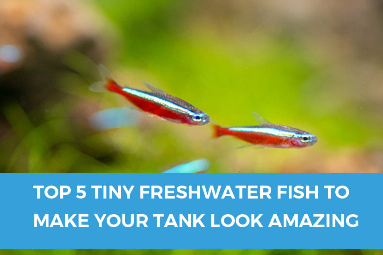 Top 5 Tiny Freshwater Fish That Will Make Your Aquarium Look Amazing