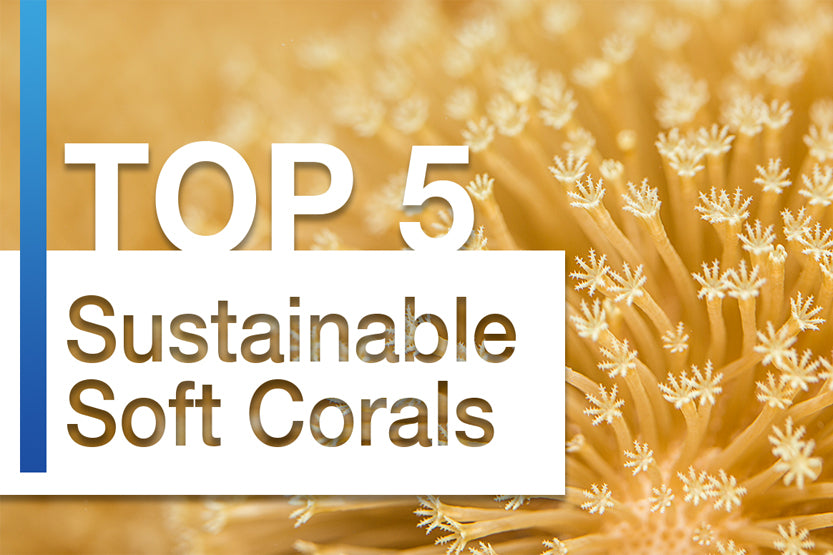 Top 5 Recommended Sustainable Soft Corals for Any Nano Reef Aquarium