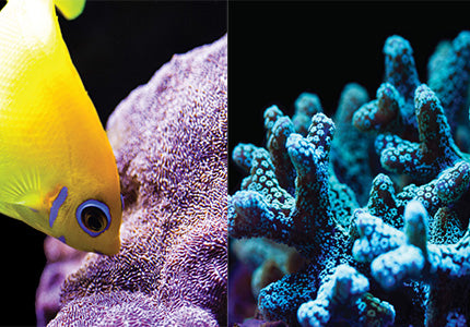 Orbit Led Fish Orbit Marine LED Lights for Reef Aquariums