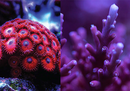 Orbit R24 REEF LED Light for SPS and LPS Corals