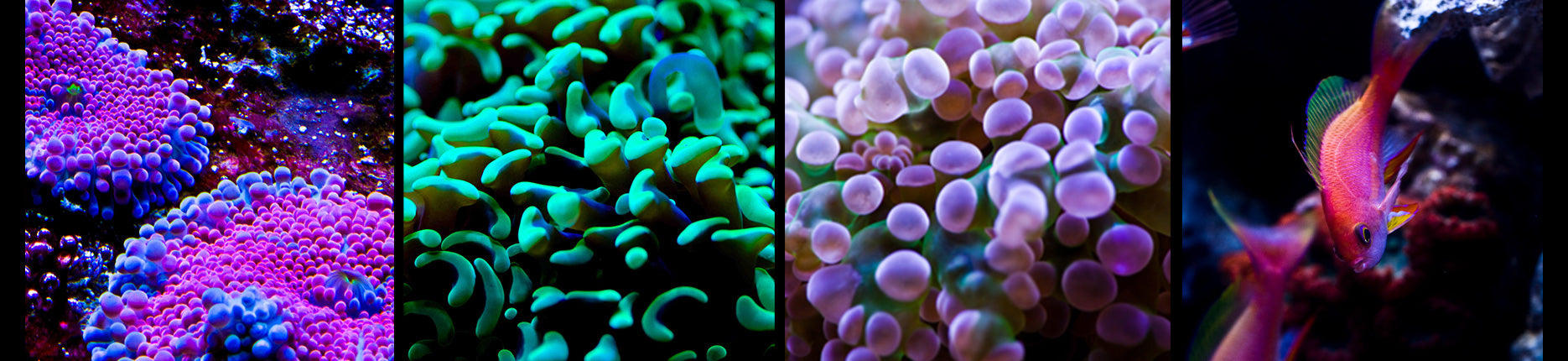 Orbit Marine LED Lights for Reef Aquariums