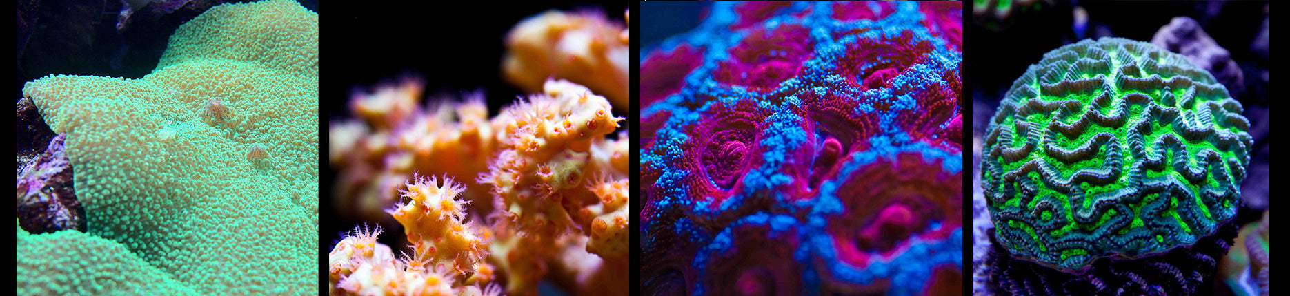 Orbit Led Fish Orbit Marine LED Lights for Reef Aquariums