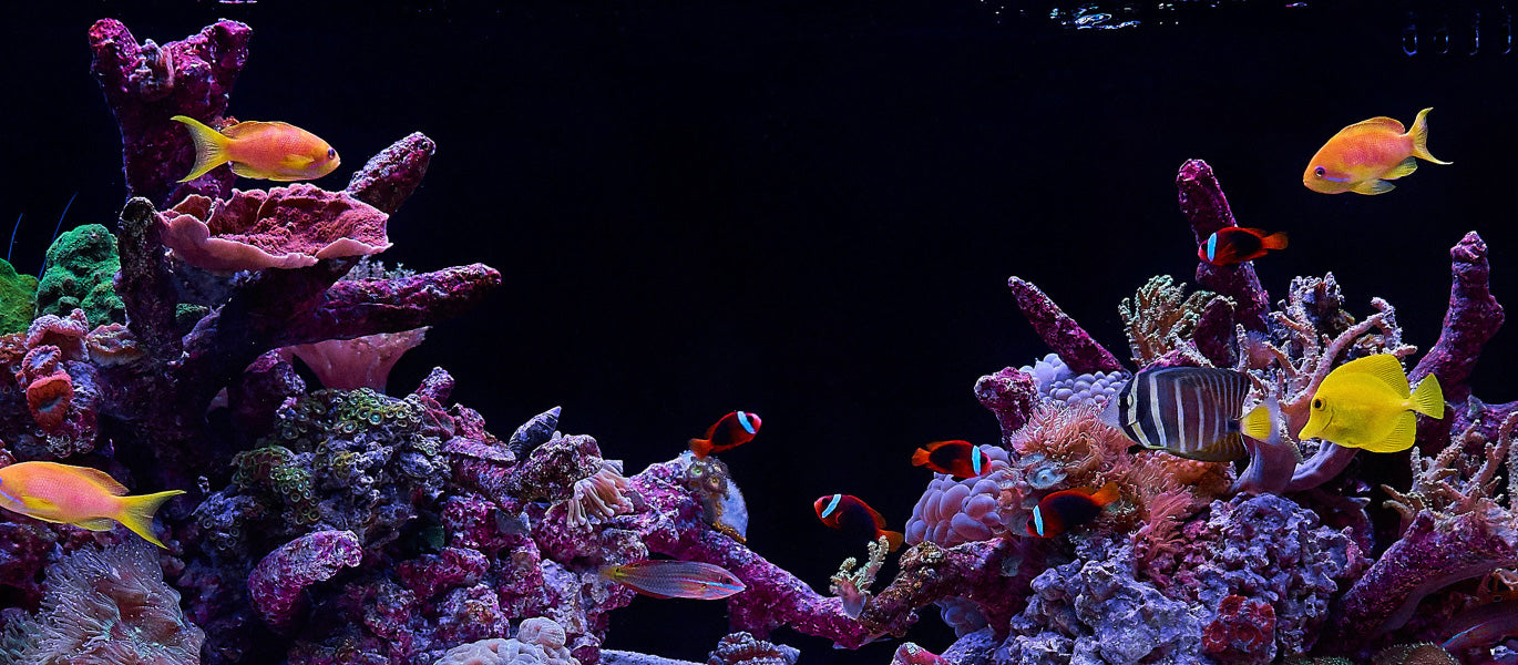 Orbit Led Fish Orbit Marine LED Lights for Reef Aquariums