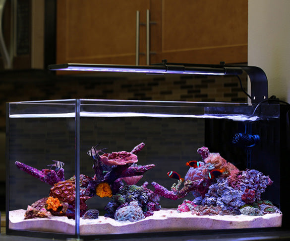 Orbit Marine LED Lights for Reef Aquariums
