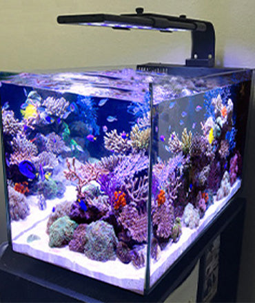 Orbit Led Fish Orbit Marine LED Lights for Reef Aquariums