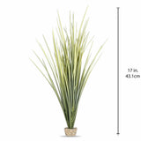 Dimensions for Green Reed Grass