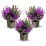 Mini Shrub Plant Purple 3 Pk