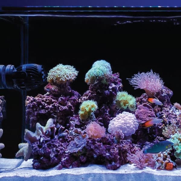 Orbit Led Fish Orbit Marine IC LED Light with Wireless Lighting and Wave Pump Control
