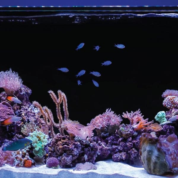 Orbit Led Fish Orbit Marine IC LED Light with Wireless Lighting and Wave Pump Control ...