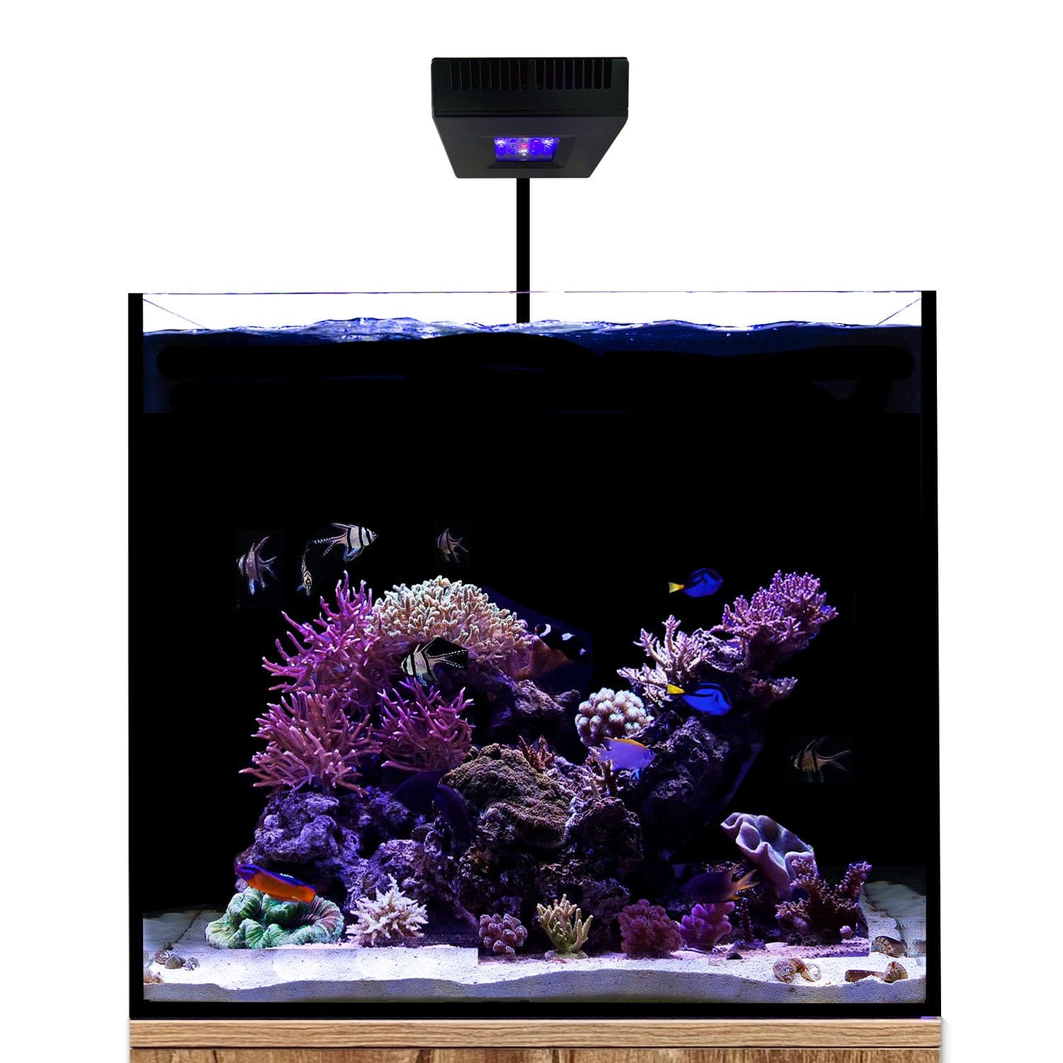Coral Reef Led Lighting The Importance Of PAR In Your Coral Reef Tanks